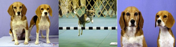 Beagles 