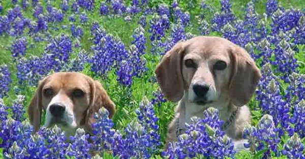 The Beagle-Bonnets are in bloom! 